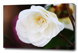The white rose