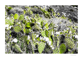 green cactus in the desert