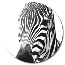 Black and White Zebra