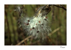 Birth of next generation of milkweed plants