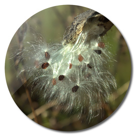 Birth of next generation of milkweed plants
