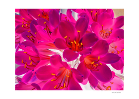 blooming pink flower pattern abstract