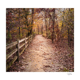 Path and Fence in the Fall Woods