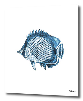 Blue Fish Illustration