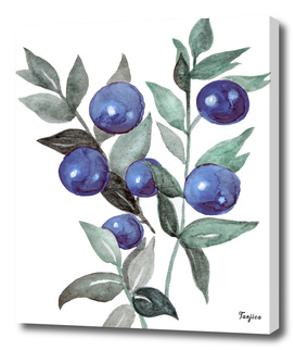 winter berries blue