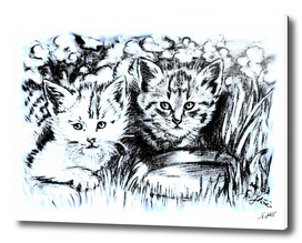 Baby Cats In Blue And White