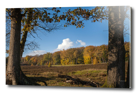 Autumn landscape at Gelderland, Netherlands