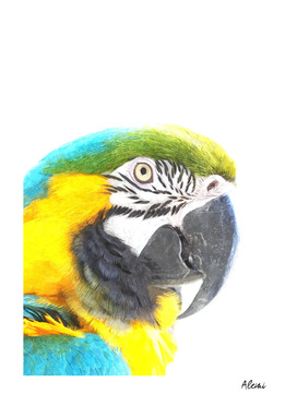 Macaw Portrait