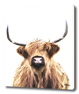Highland Cow Portrait