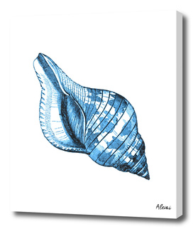 Blue Shell Marine Illustration