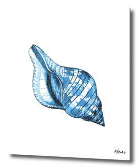 Blue Shell Marine Illustration