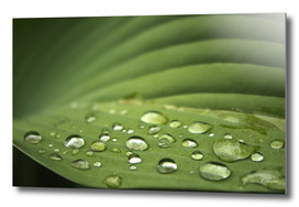 Leaf and water droplets