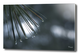 Pine needles with water drops