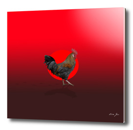 Polygonal Rooster leghorn cock
