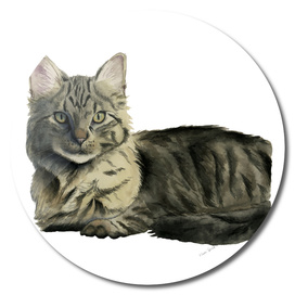 Domestic Medium Hair Cat Watercolor Painting