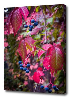 Leaves and Berries