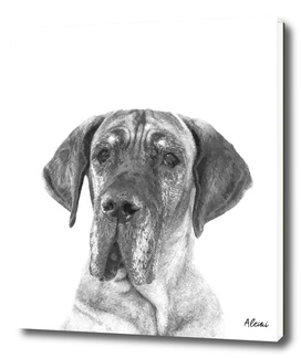 Black and White Great Dane