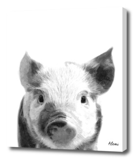 Black and White Pig Portrait