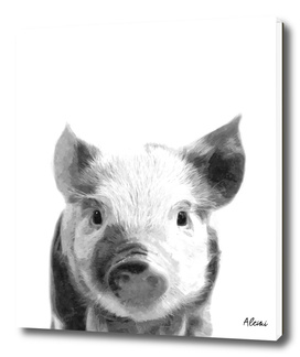 Black and White Pig Portrait
