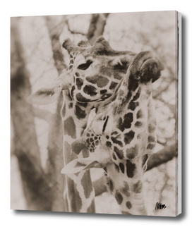 Vintage fauna: Giraffes