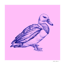 Duck Print