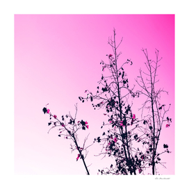 tree branch with pink background