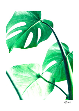 Green Monstera Leaves
