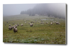 Sheeps and first snow in the field