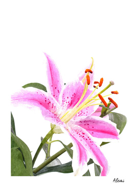 Pink Lily Illustration