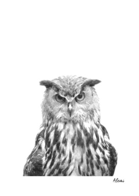 Black and White Owl Portrait