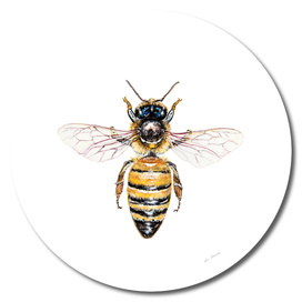 Apis mellifera, the banded muse
