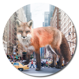 fox in new york