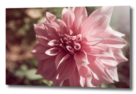 Delicate pink flower dahlia, close up