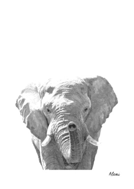 Black and White Elephant Illustration