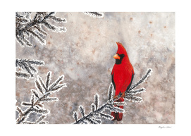 The red cardinal in winter