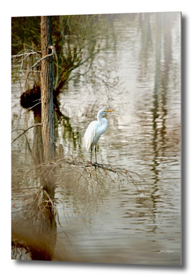 Egret on the bayou
