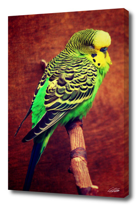 Colorful Budgie