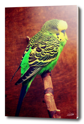 Colorful Budgie
