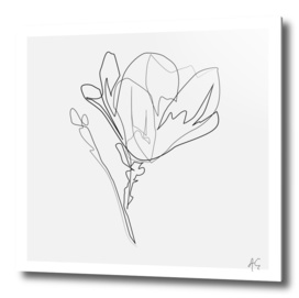 Magnolia Flower Print #4