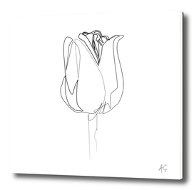 Tulip Flower Print #1