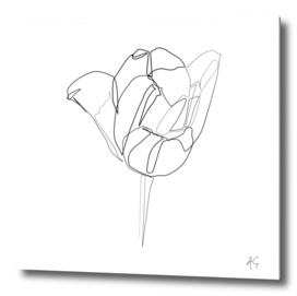 Tulip Flower Print #2