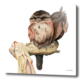 Owl Siblings Watercolor Painting