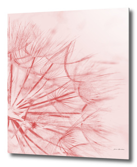Dandelion In Pink