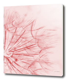 Dandelion In Pink