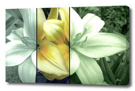 Tri-Colored Lily