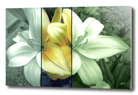 Tri-Colored Lily
