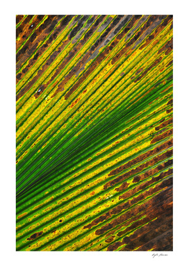 Palm Leaf Texture