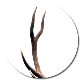 Stag antler