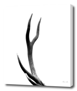 stag antler - b/w