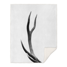 stag antler - b/w